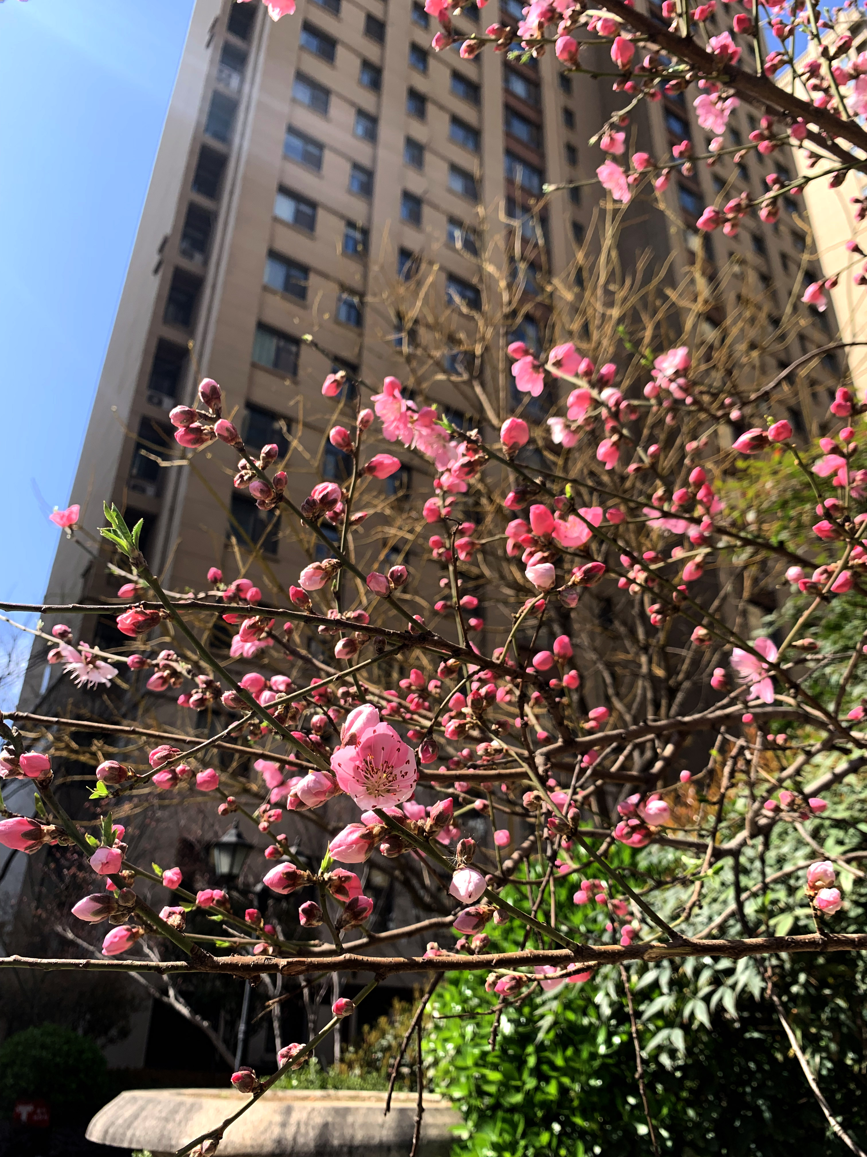 花團錦簇 (1)